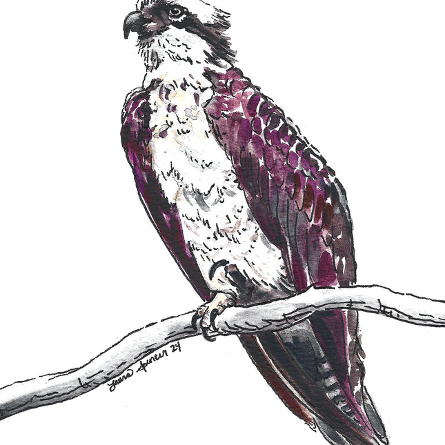 Osprey 5" x 7"