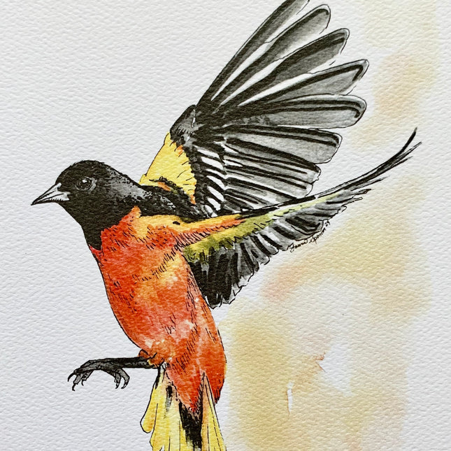 Baltimore Oriole - 5" x 7"