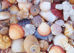 All the Shells Puzzle