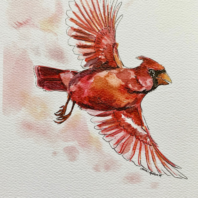 Cardinal - 5" x 7"