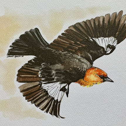 Yellow-Headed Blackbird - 8" x 10"