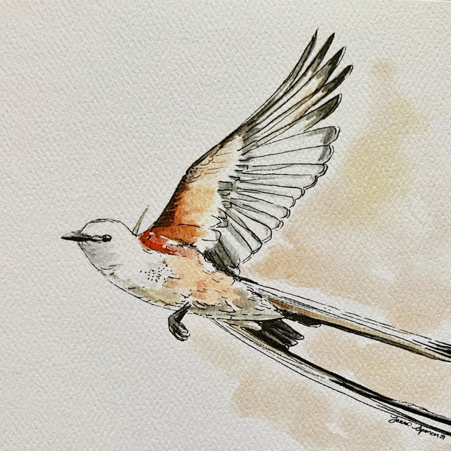 Scissor-tailed Flycatcher  - 8" x 10"