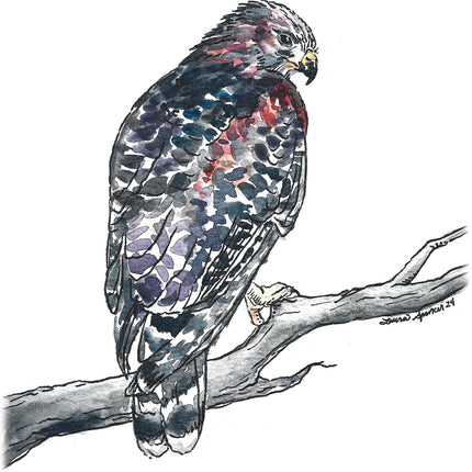 Red-Shoulder Hawk 5" x 7"