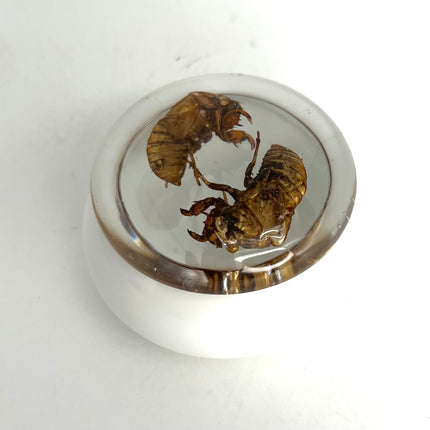 02| Cicada Box