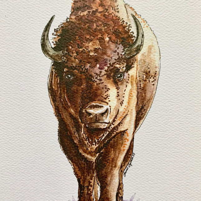 Bison - 8" x 10"