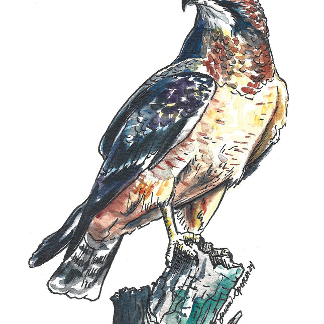 Swainson's Hawk 5" x 7"