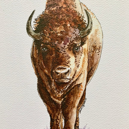 Bison - 5" x 7"