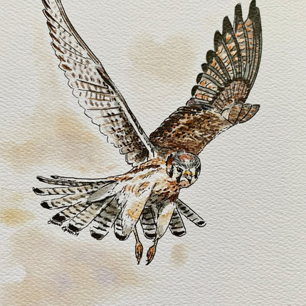 American Kestrel  - 8" x 10"