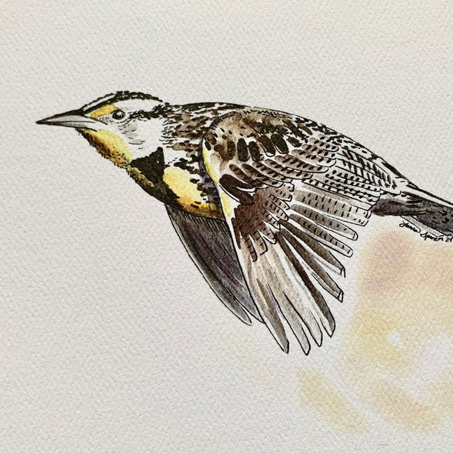 Western Meadowlark - 5" x 7"