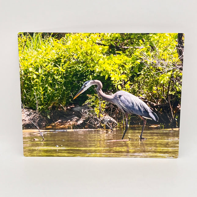 Blue Heron in Concentration