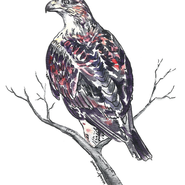Ferruginous Hawk 5" x 7"