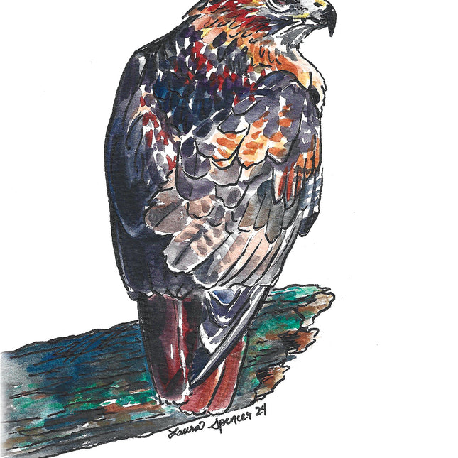 Red-Tailed Hawk 5" x 7"