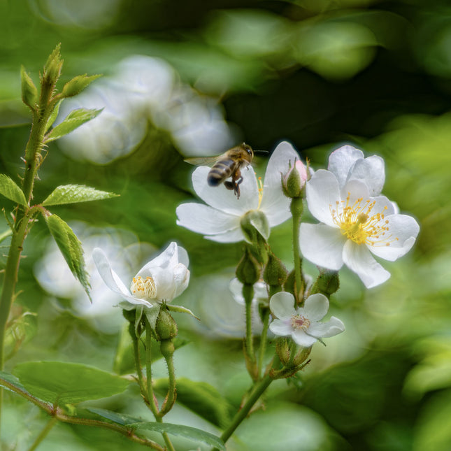 Flight Over Multiflora Rose