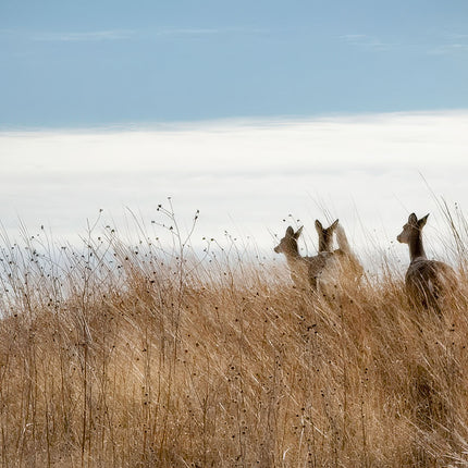 Christmas Deer