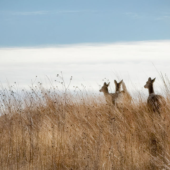 Christmas Deer