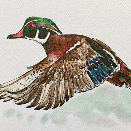 Wood Duck - 5" x 7"