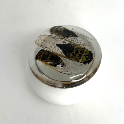 01| Cicada Box