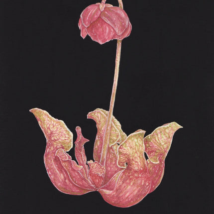 Pitcher Plant Print