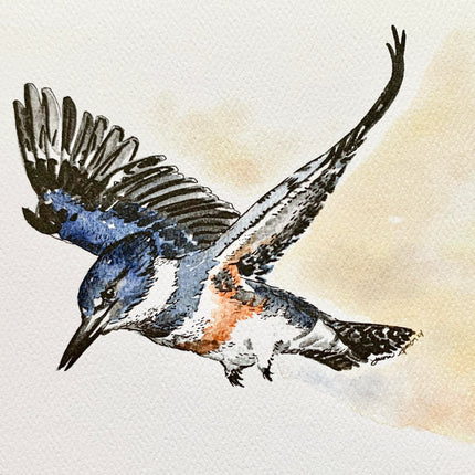 Kingfisher - 5" x 7"