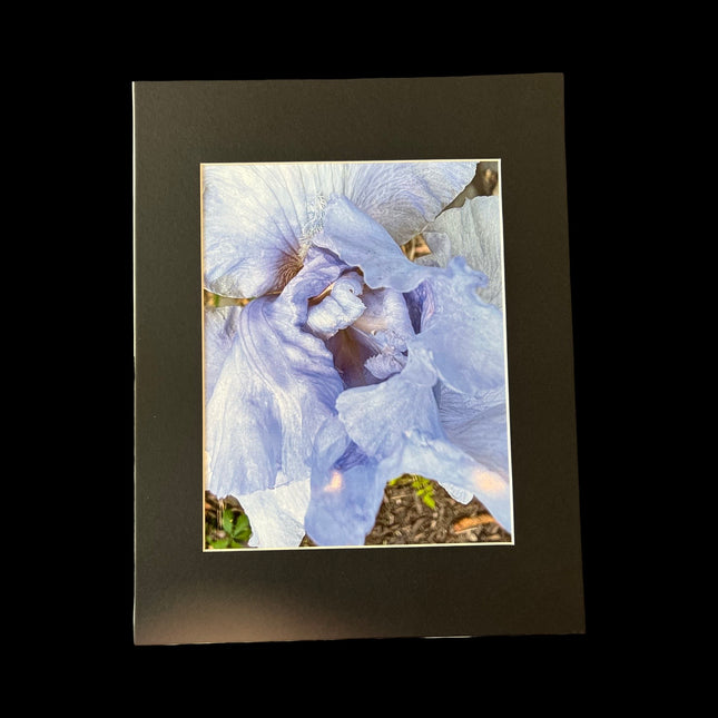 Hoffman print