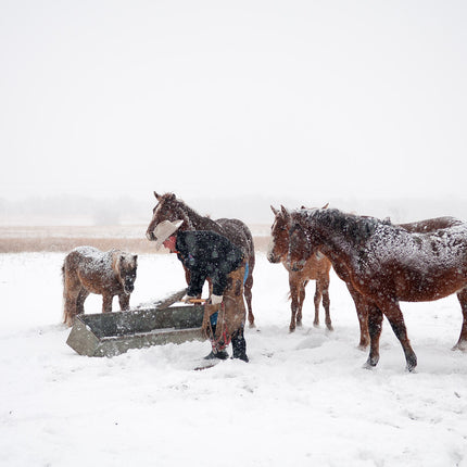 Feeding the Horses
