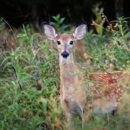 Flint Hills Fawn