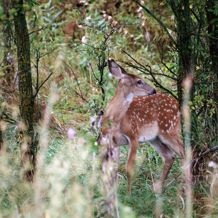 Flint Hills Fawn in Woodland Cover