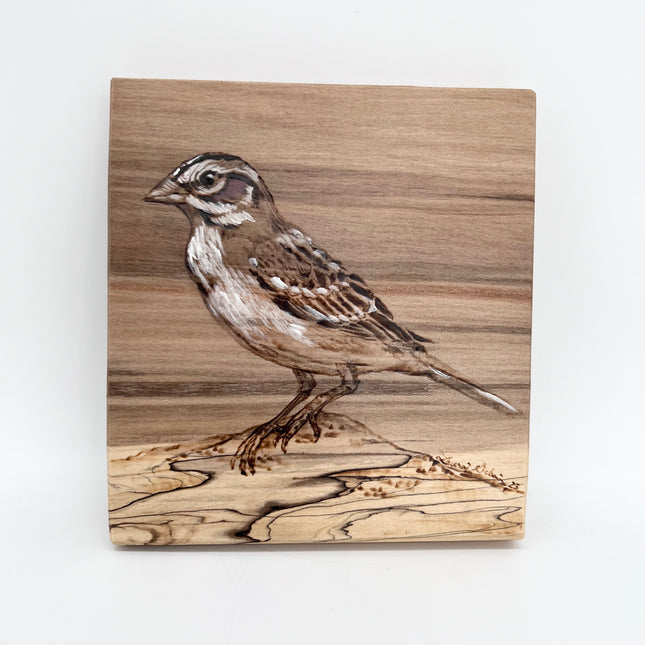 Little Lark Sparrow