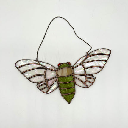 Cicada (iridescent wings)