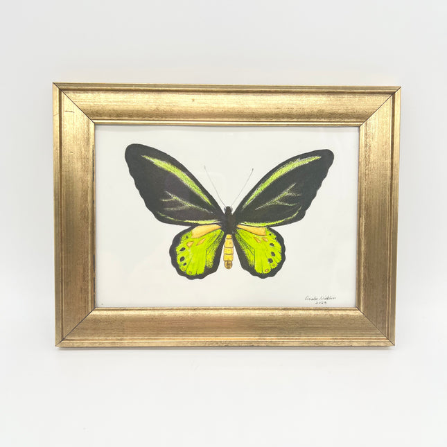 Butterfly 1