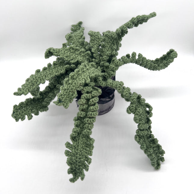 Fern