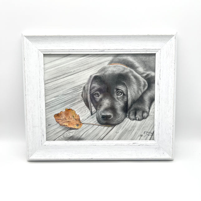 Black Lab Puppy