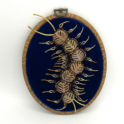 Beaded Centipede