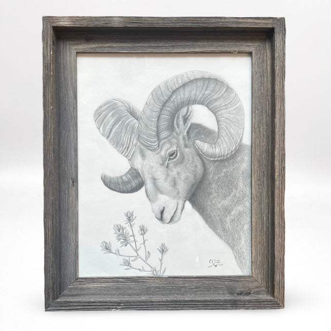 Bighorn Sheep