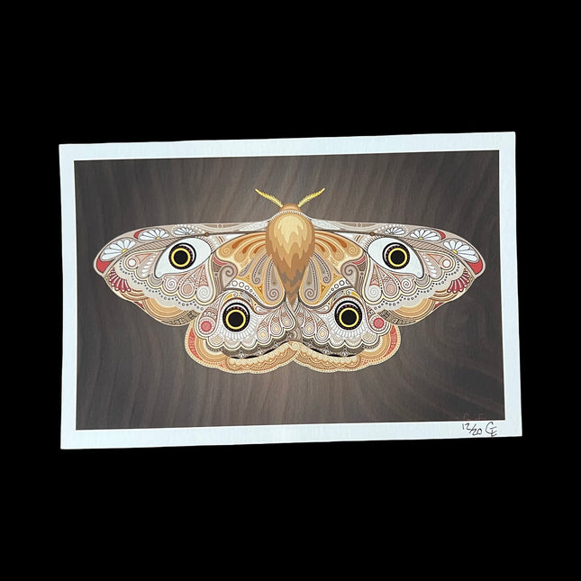 Small Brown Moth Print