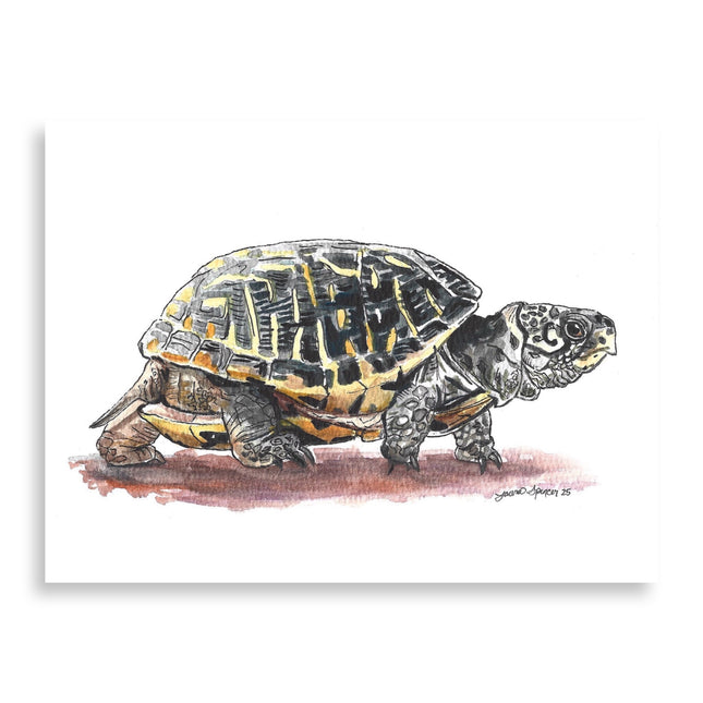 Ornate Box Turtle 5" x 7"