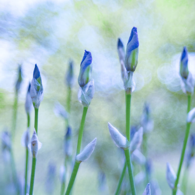 Iris Buds, Pioneer Bluffs Garden