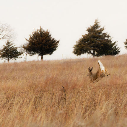 Leaping Whitetail Deer