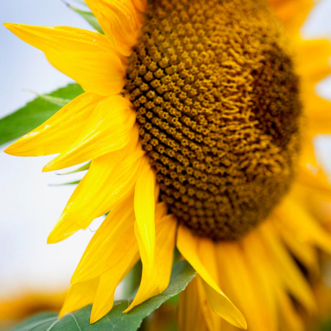 Happy Sunflower 20x20