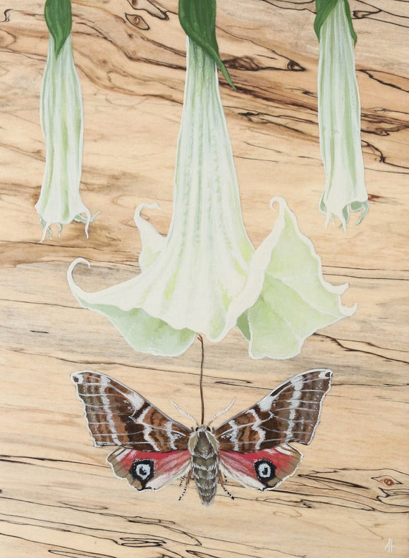 One-Eyed Sphinx Moth and Brugmansia