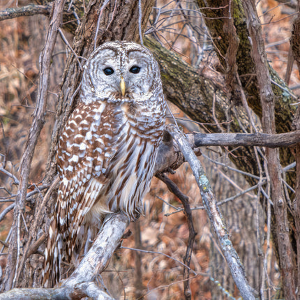 Barred Owl in Natural Habitat