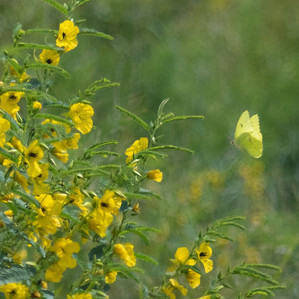 Partridge Pea & Cloudless Sulphur Butterfly