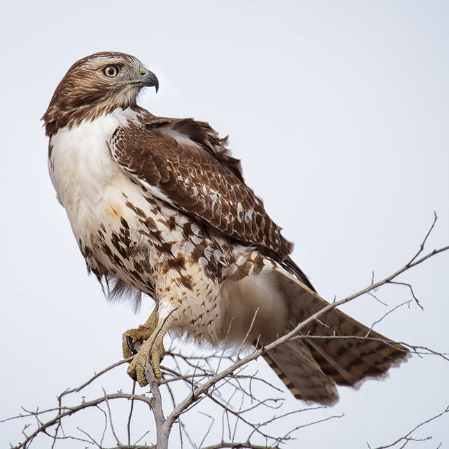 Red-Tailed Hawk