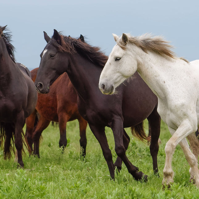 Wild Mustangs, Butler County