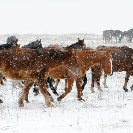 Wild Mustangs, Winter