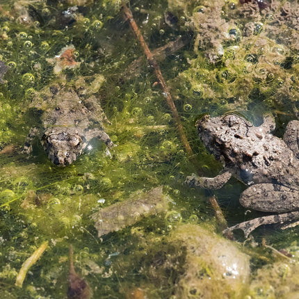 Cricket Frogs