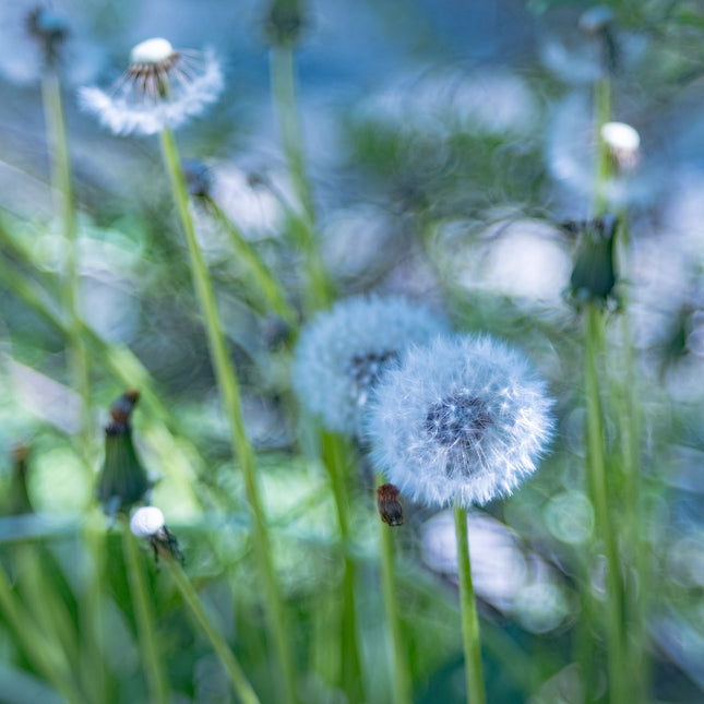 Dandelion Fluff