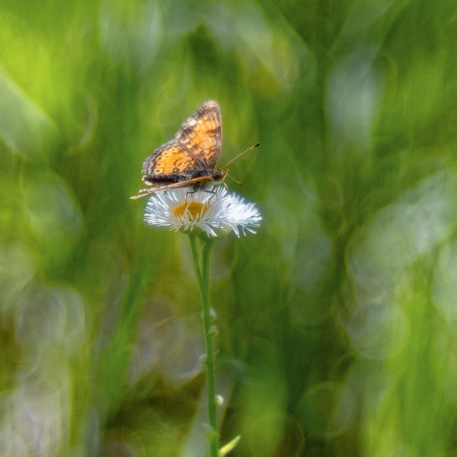 Fleabane Landing Pad