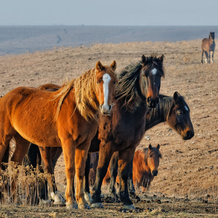 Wild Mustangs Below Teter Rock