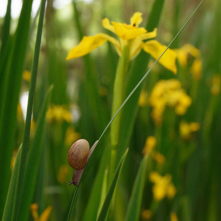 Snail on Wild Water Iris